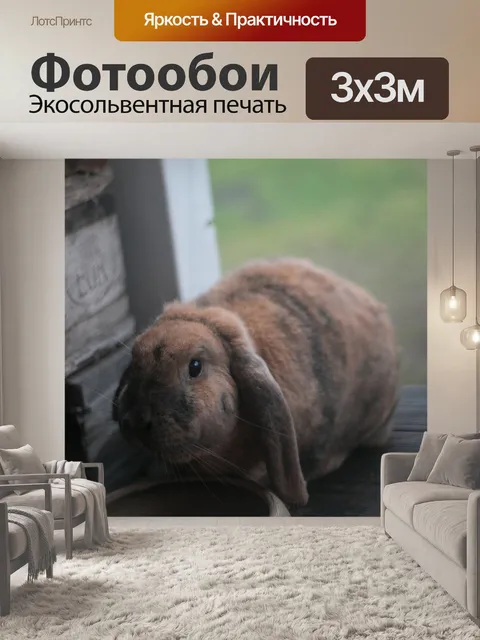 Фотообои Кролик