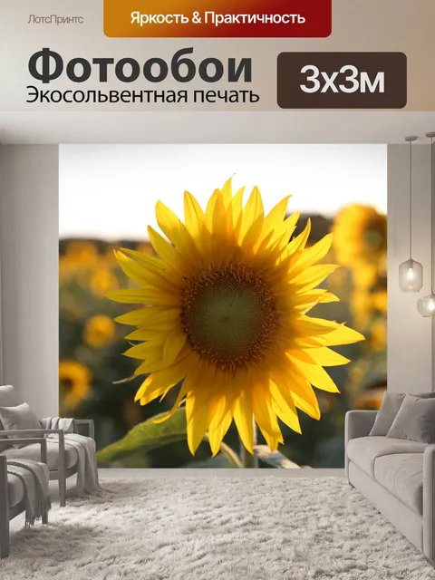 Фотообои Подсолнечник