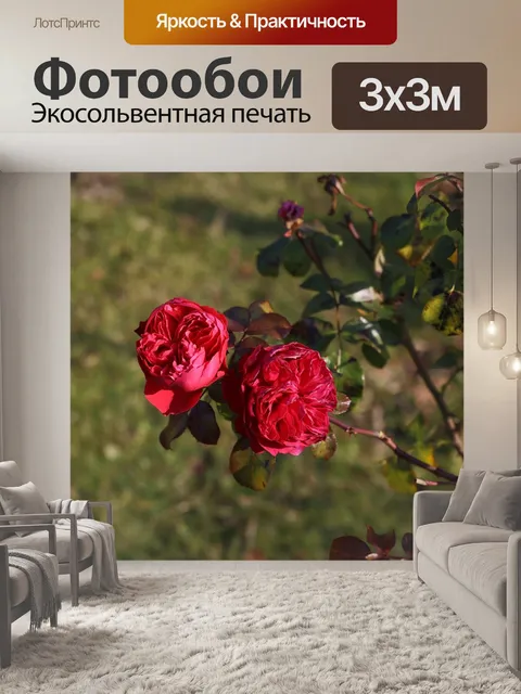 Фотообои Розы