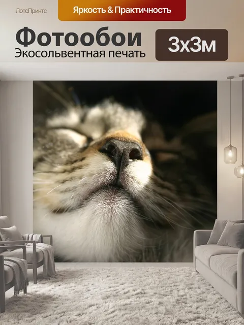 Фотообои Кошки