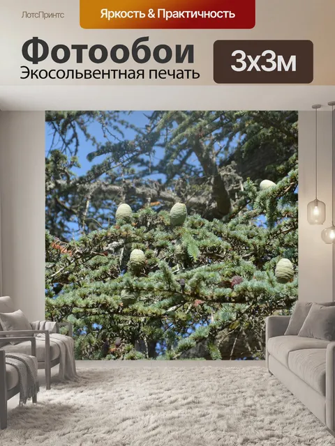 Фотообои Деревья