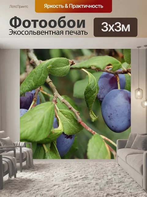 Фотообои Сливы
