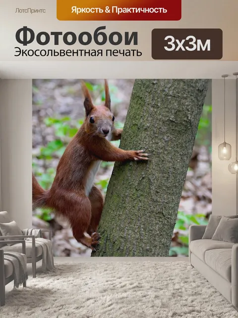 Фотообои Белка