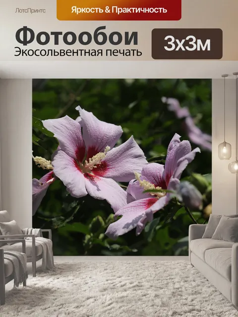 Фотообои Роза шарона