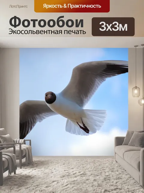 Фотообои Чайка