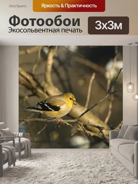 Фотообои Мужской щегол на ветке дерева