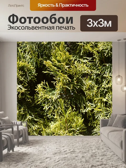 Фотообои Pine листва деревьев