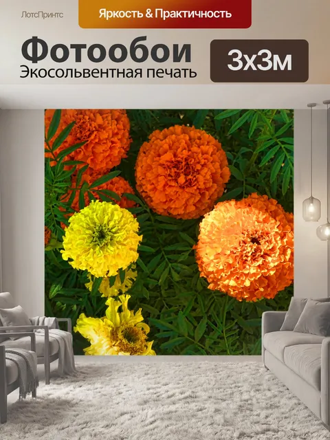 Фотообои Бархатцы