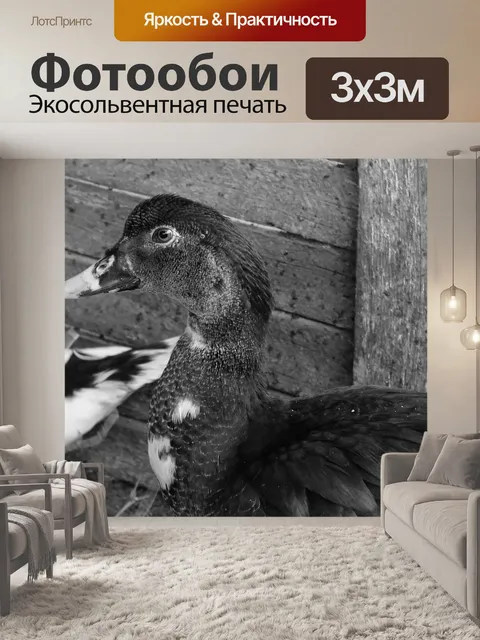 Фотообои Утка