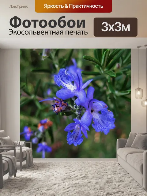 Фотообои голубые розмарин цветы