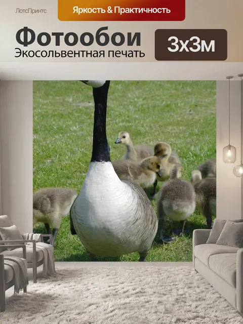 Фотообои Гусь