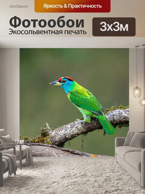 Фотообои Птица