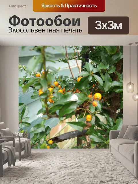 Фотообои Оранжевый ягоды