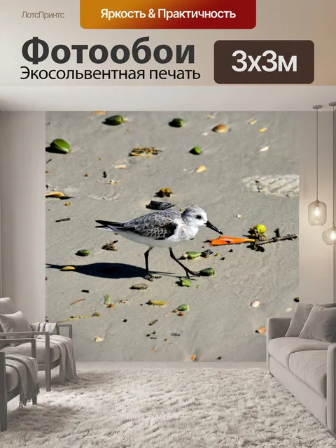 Фотообои Кулик на пляже