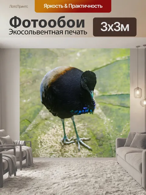 Фотообои Серый крылатый трубач