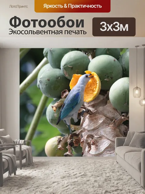 Фотообои Фрукты