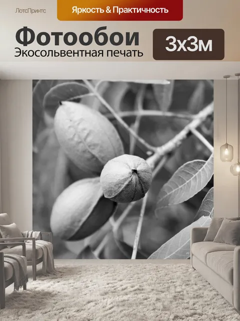 Фотообои черно-белые орехи пекан