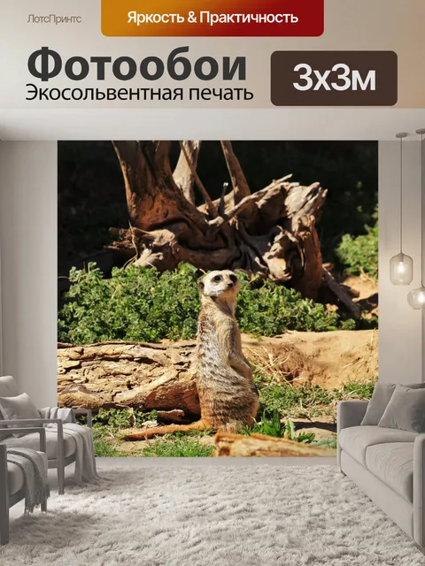 Фотообои Мееркат крупным планом