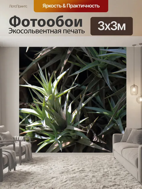Фотообои солнечный свет на колючих листьях эпифит