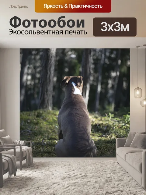 Фотообои Собака