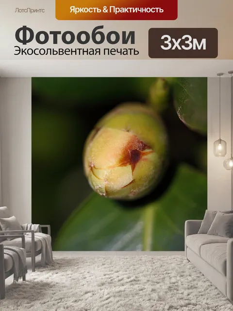 Фотообои бутон цветка японики на кусте