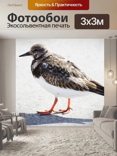 Фотообои Птица