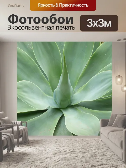 Фотообои Агава драконьего дерева