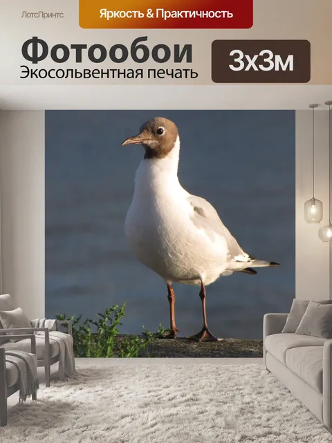 Фотообои Озерная чайка