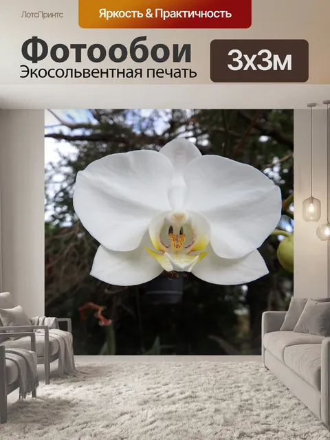 Фотообои Белый