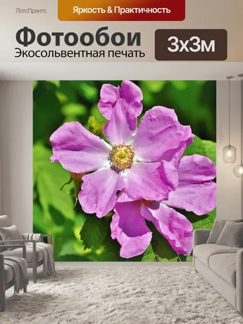 Фотообои Анемон