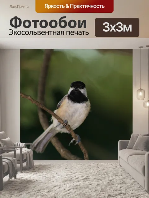 Фотообои Каролина Чикади на ветке