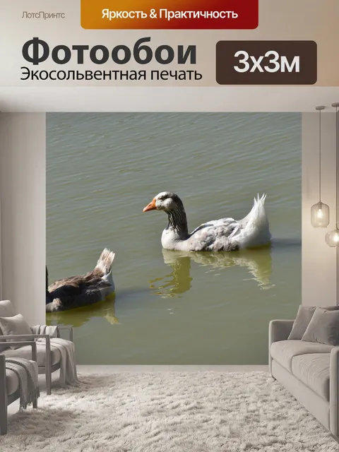 Фотообои Пара гусей