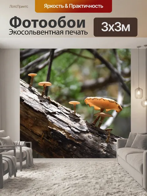 Фотообои Гриб