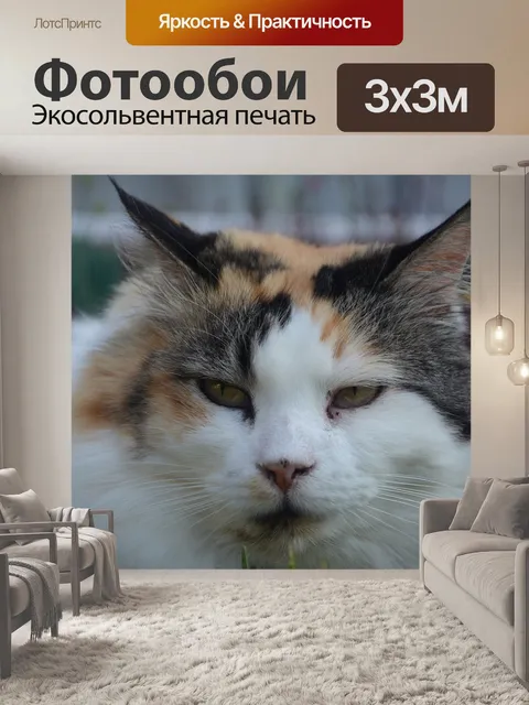 Фотообои Кошка