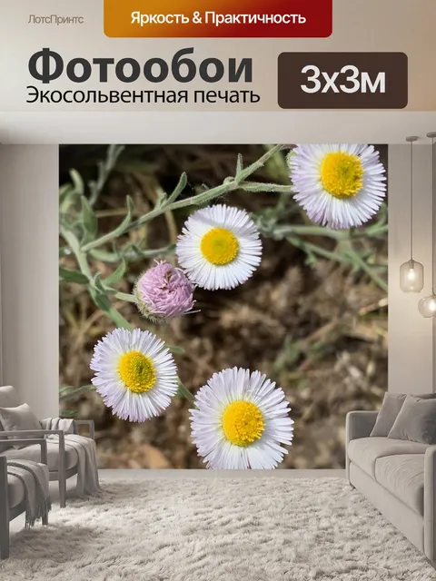 Фотообои Цветы