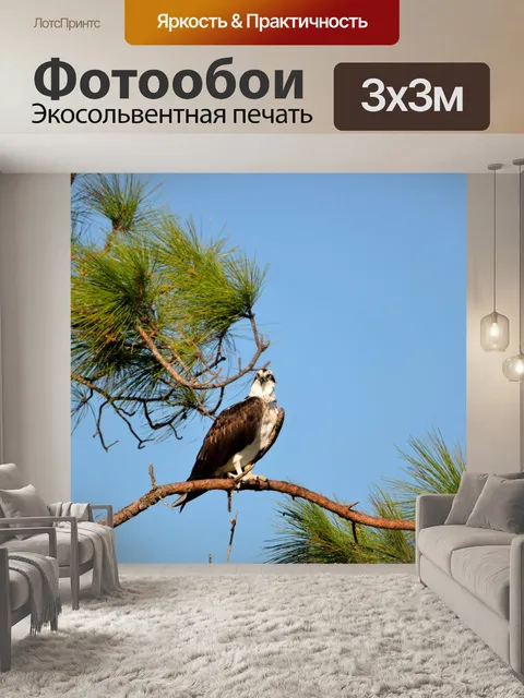 Фотообои Osprey в дикой природе