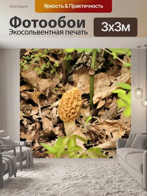 Фотообои Морель гриб в листьях 2