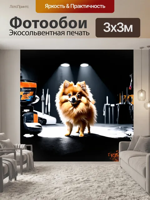 Фотообои гладкошерстный шпиц, подстриженный в модную прическу, стоит на ярком черно-белом фоне