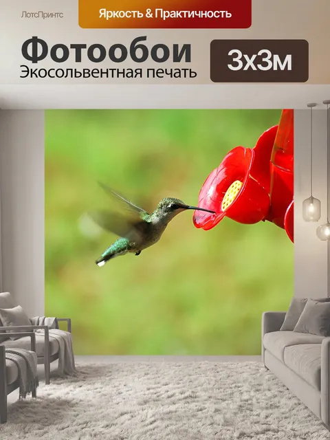 Фотообои Hummingbird