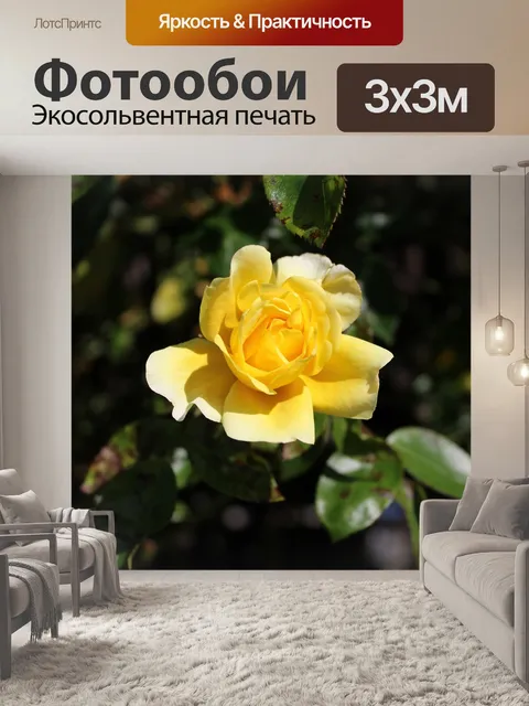 Фотообои Роза
