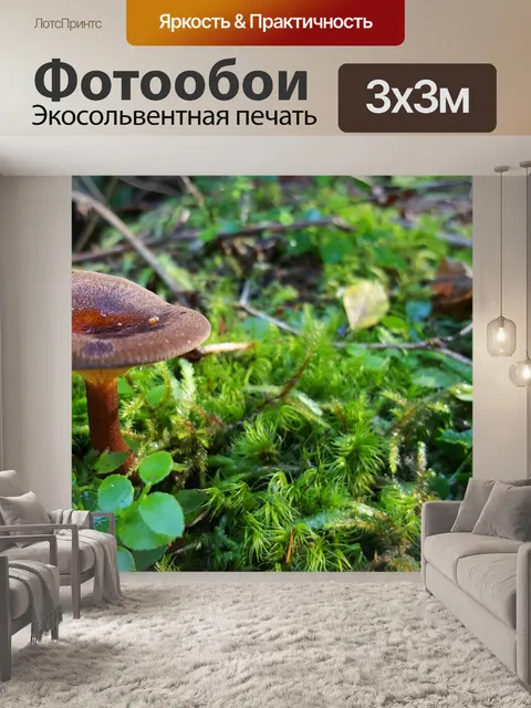 Фотообои Гриб