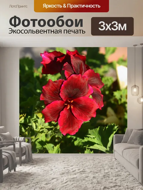 Фотообои Герань цвета