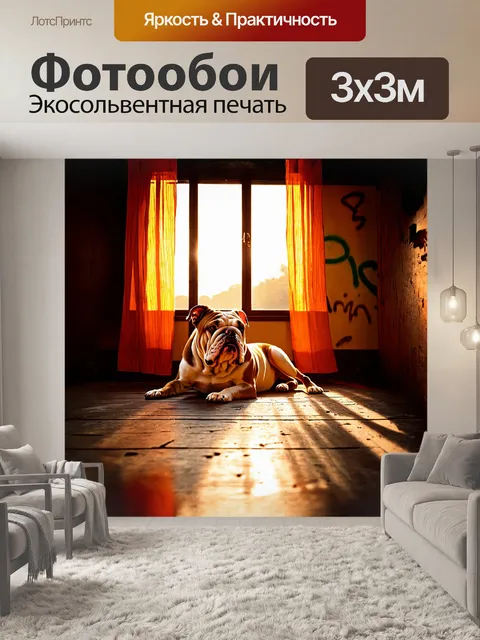Фотообои бульдог, лежащий на старом, деревянном полу, с видом на окно, где мягкие лучи заката пробиваются сквозь…