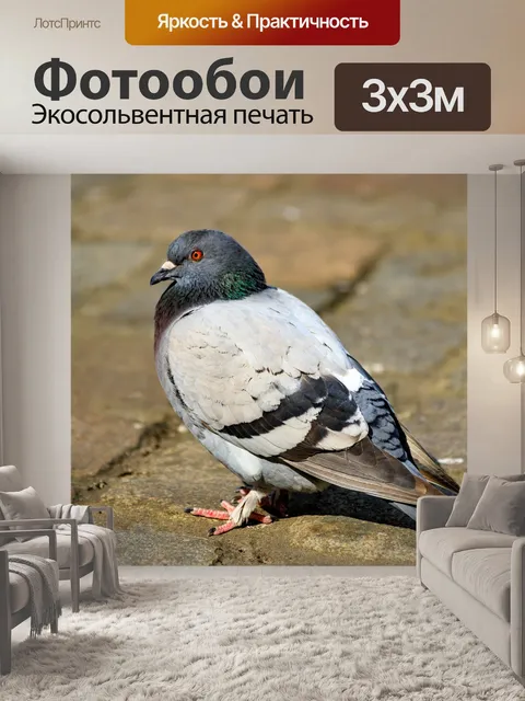 Фотообои голубь