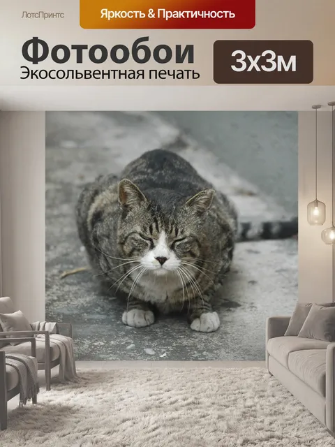 Фотообои Кошка