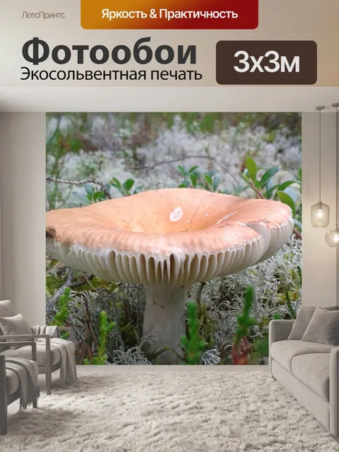 Фотообои Гриб
