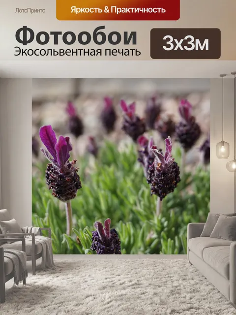 Фотообои Лаванда