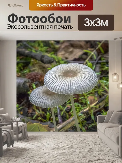 Фотообои Гриб