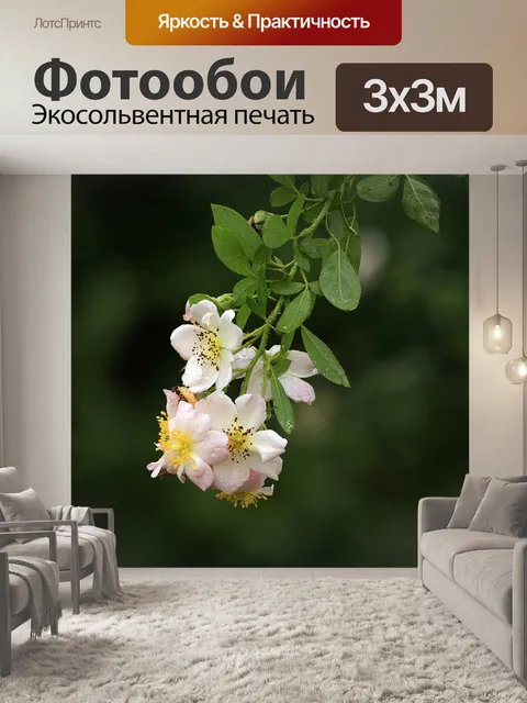 Фотообои Роза