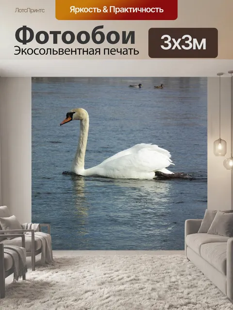 Фотообои Лебедь-шипун